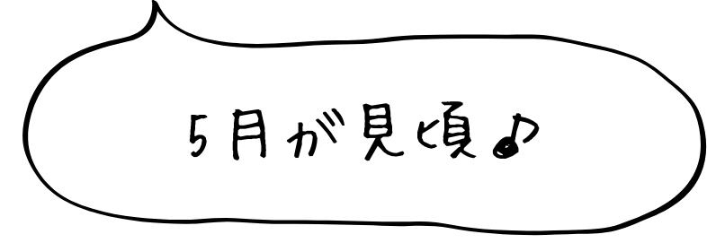 プロムナードの藤棚の意味は？